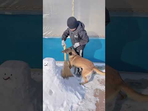 Emergency rescue dogs are amazing in dangerous situations! #LikeIncentives