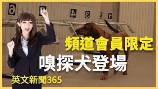 [分享] 英文時事分享-嗅探犬登場，病毒無處藏！