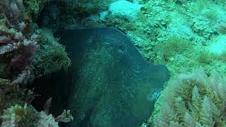 Arguineguin reff | ARGUINEGUIN REFF - GRAN CANARIA - Las Palmas Arguineguin España foto 1