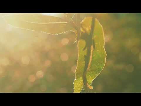 Yashica 55mm F2.8 Cinematic Test