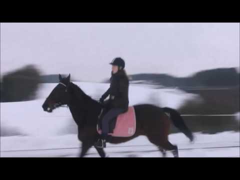 Galopp forbedringer 2015/2016