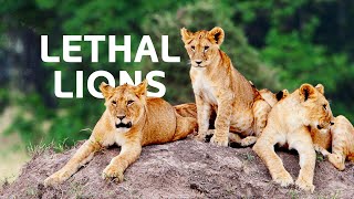 Lions Vs Prey: The Lethal Lions Battling For Survival In The Okavango Delta | Predators Documentary