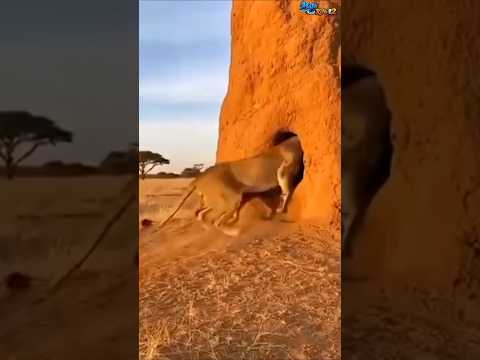 Singa Berburu Antelope Namun Gagal Karena Berhasil Sembunyi Di Gua