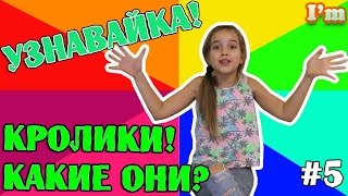 Факты о Кроликах