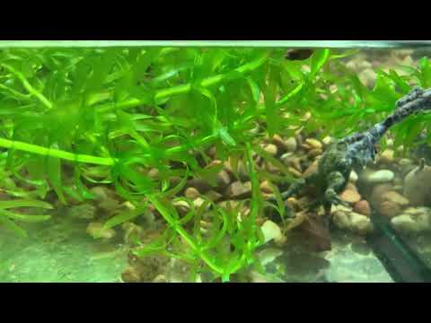 Bombina Variegata breeding behaviour