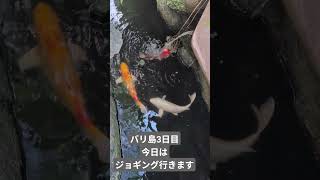 #バリ島　#錦鯉　#インドネシア　#ジョギング　#おはよう