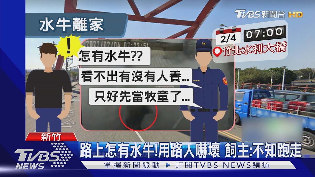 誰家的？　水牛「橫衝直撞」　警當牧童尋飼主