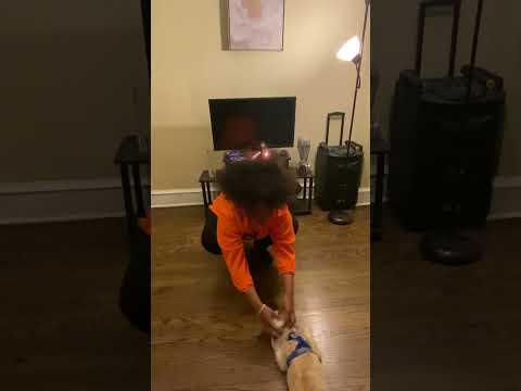 Demonstration Speech : “How to train a puppy: sit and stay”