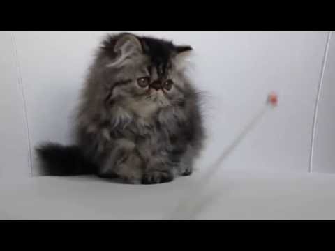 Amfion's NEVEEN 3 months