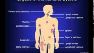 ระบบร่างกาย mpeg1video