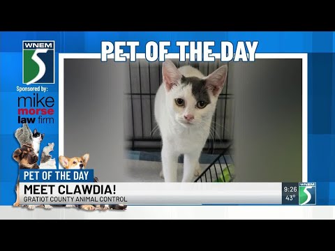 TV5 Pet of the Day: Meet Clawdia! - YouTube