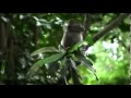 Spirit of the Rainforest (David Arkenstone) - Heartbeat of the Forest