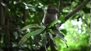 Spirit of the Rainforest (David Arkenstone) - Heartbeat of the Forest