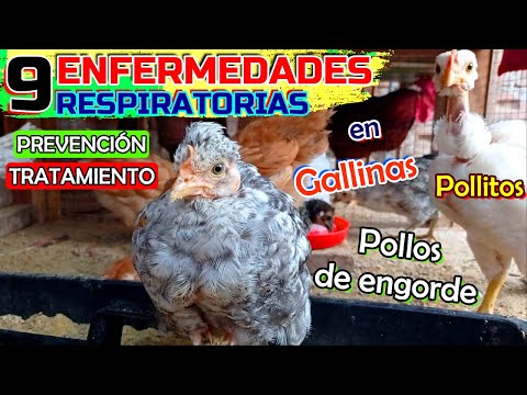 , title : '▶ Todo sobre las Enfermedades Respiratorias que debes EVITAR 🐤🐔🐓❗ | Salud y Avicultura 🐥'