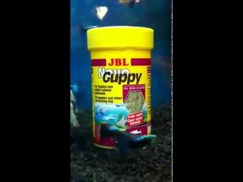 Основной корм JBL NovoGuppy для живородящих аквариумных рыб, хлопья 100&nbsp;мл