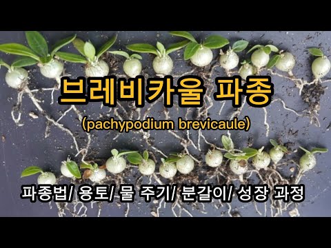 , title : '쉽게 따라하는 브레비카울 파종으로 키우기, Sowing pachypodium brevicaule, 다육 식물, 아름다운 식물,  파키포디움 유묘, 다육파종, 파종 방법'