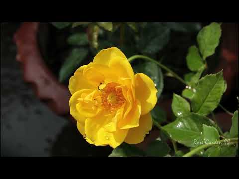 Most famous rose flower in the world:  Midnight Blue, Double Delight, Mohona and Sentimental.