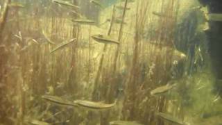 preview picture of video 'Acadia National Park, Maine, Minnows, Killifish'