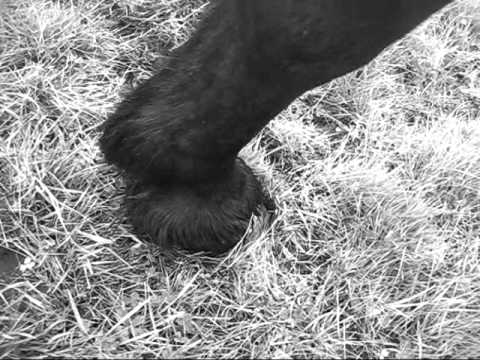 Danny - Just a Dream x