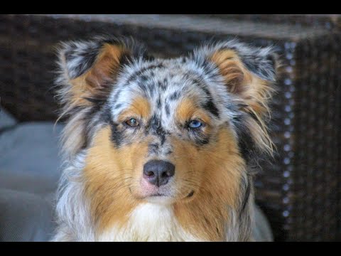 200NL Zoom PokerStars Vid#1 FlushCal95