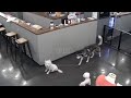Husky kills poodle at Dog Café - GRAPHIC
