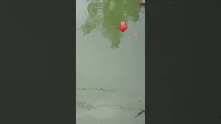 Download lagu kumbul ngetrik//mancing ikan bawal @mister_aji #shorts mp3