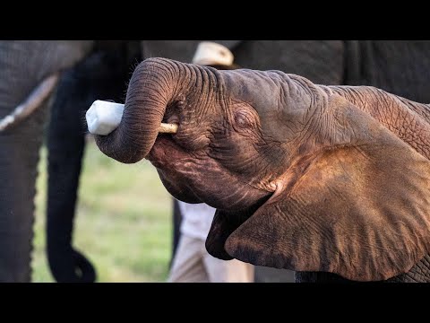 Baby Elephant Milk Moments with Khanyisa & Phabeni on the Carer Cam
