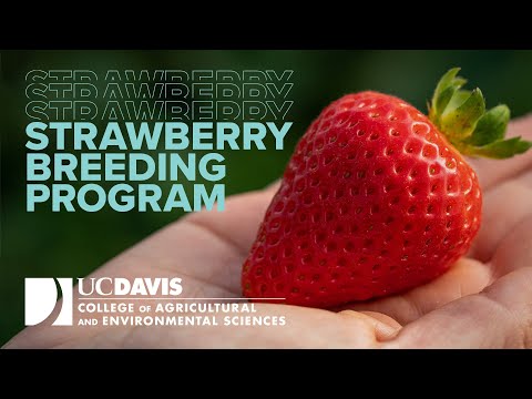 UC Davis Releases 5 Strawberry Varieties Resistant to Fusarium Wilt | UC Davis