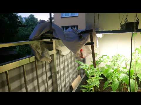 Balkon w pomidorach 22.06.2021 - eksperyment vol. 6 - przed nawałnicą