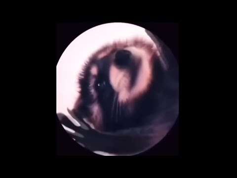 Pedro Pedro Pedro – 1 hour