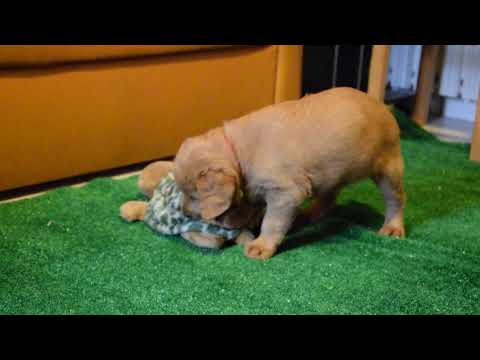 Labradoodle Welpe kaufen