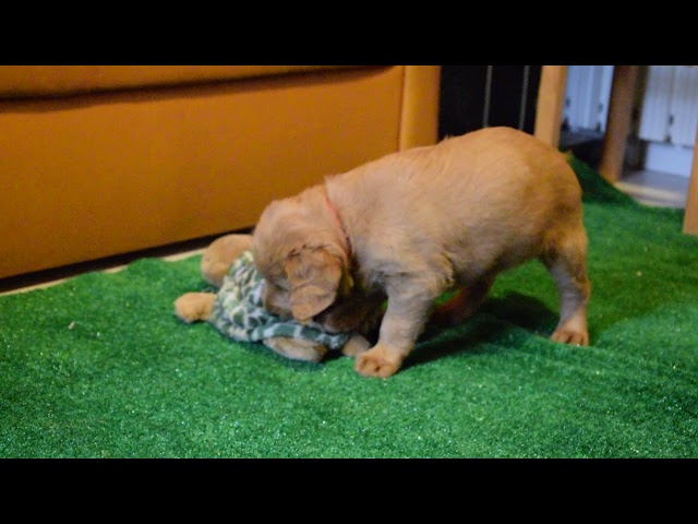 Labradoodle puppy for sale