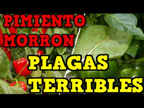 , title : '5 Plagas del Cultivo de Pimientos - Morrón - Ají | Cómo Combatirlas'