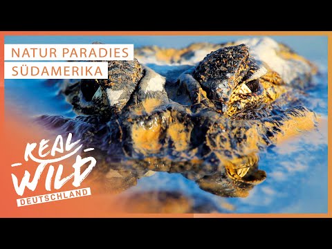 Was birgt das Sumpfgebiet Pantanal in Südamerika? | Doku