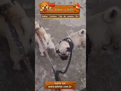 Vídeo de Pugs -Felipe e Sofia