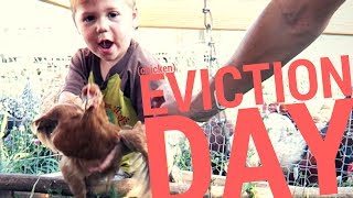 Eviction Day For The Teenage Chickens