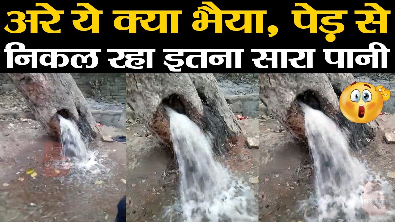 अरे ये क्या भैया, बाँदा में एक पेड़ से निकल रहा इतना सारा पानी | Banda | Bundelkhand | Viral Video