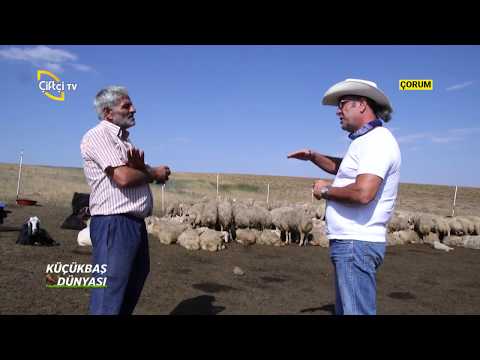 , title : 'Akkarman Koyunu Yetiştiriciliği - Küçükbaş Dünyası / Çiftçi TV'