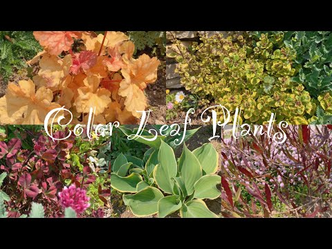 ホロホロチョウ、タゲリの卵、メレアガ、チェッカーボードヒョウモン、コッシグロ、フリチラリア メレアグリス