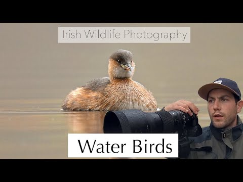 Water Birds - Irish Wildlife Photography.