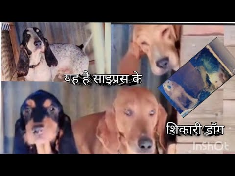 शिकारी डॉग #shikari#dog#hardworking youtubevideo