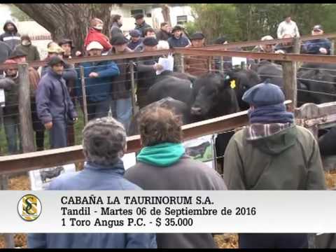 06-09-16 - VENTA de TOROS A. ANGUS P.C.  - CABAÑA LA TAURINORUM S.A. - TANDIL