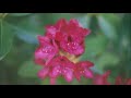 Pharoah Sanders - Love Is Everywhere (Guitar/Vocal Jam) - Doosik Pharoah Sanders - Love Is Everywhere (Guitar/Vocal Jam)
