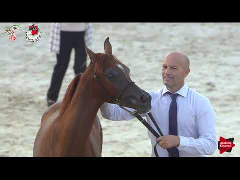 N 30 SQ JULIYA   Emirates AHBC