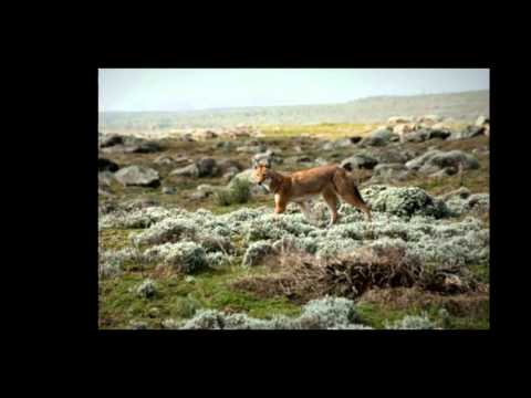 Tundra Wolf -- Wolves For Kids -- Amazing Animal Books For You