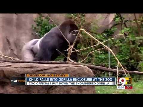 4 Year Old Boy Falls Into Gorilla Enclosure Ohio   Cincinnati Zookeepers Kill Gorilla  2016