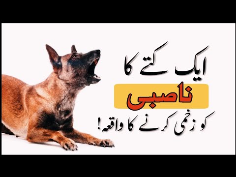 Kutte aur Nasibi ka waqia | Dog | Islamic Story| Bughz e Ali as.