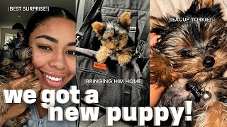 WE GOT A PUPPY + Surprising Krew + Puppy's First Bath & House + Teacup Yorkie Struggles