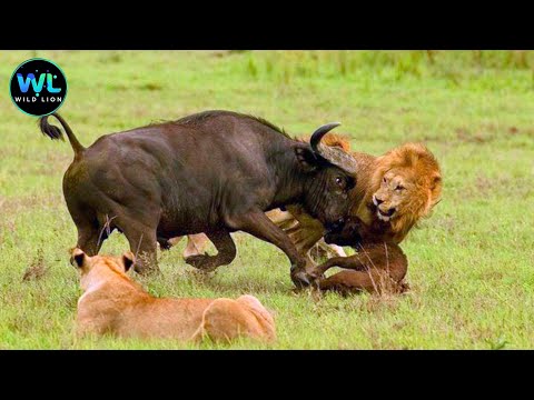 Wild Buffalo | Survival Challenge In The Land Of Predators | Animals Documentary