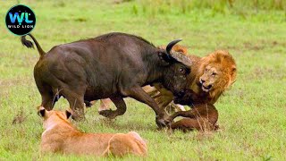 Wild Buffalo | Survival Challenge In The Land Of Predators | Animals Documentary